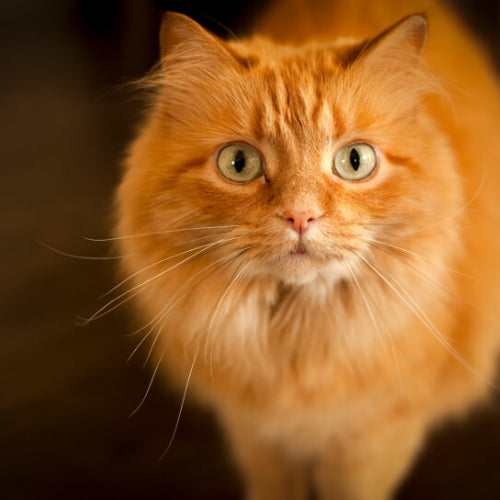 Does My Cat Know I Love Her?